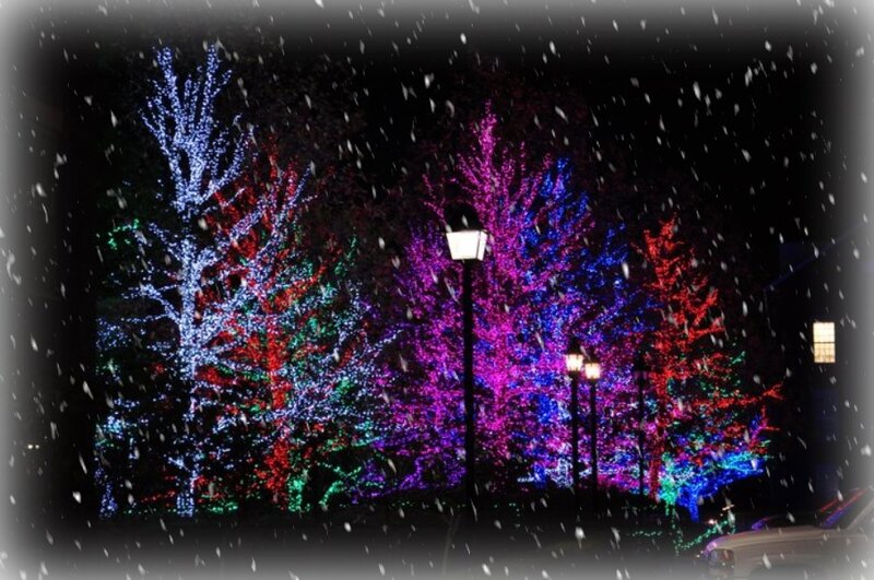 Trees with Lights in Snow