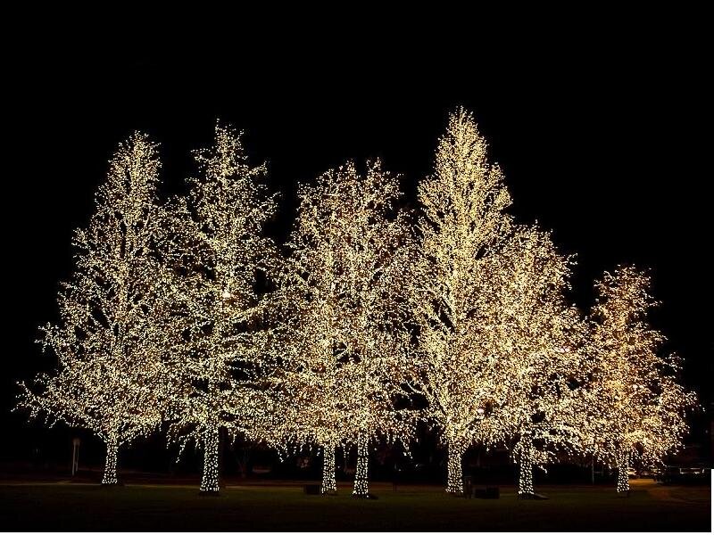 Trees with Lights