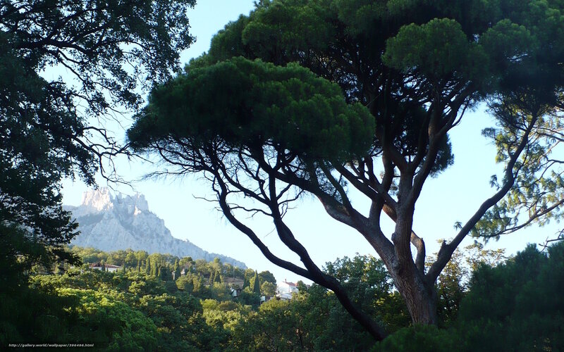 Trees with mountain view