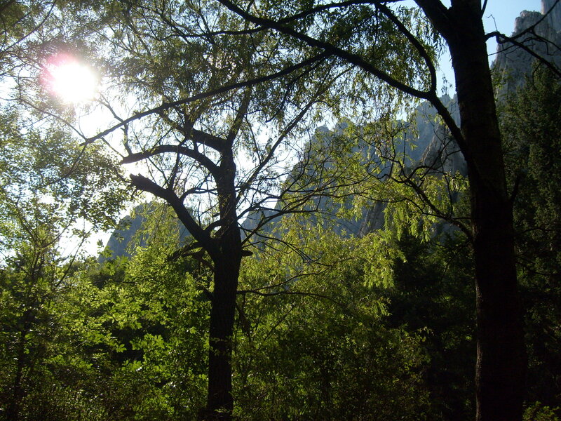Trees with Mountains in Background