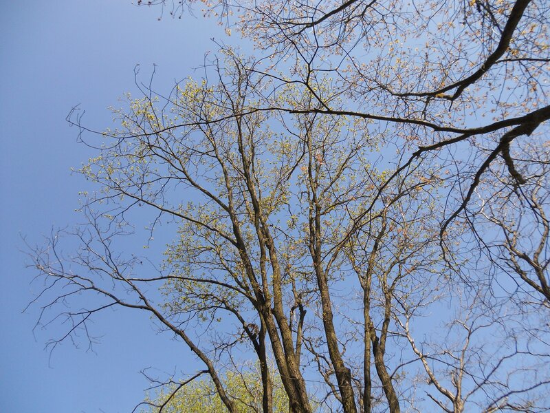 trees with new leaves against blue sky