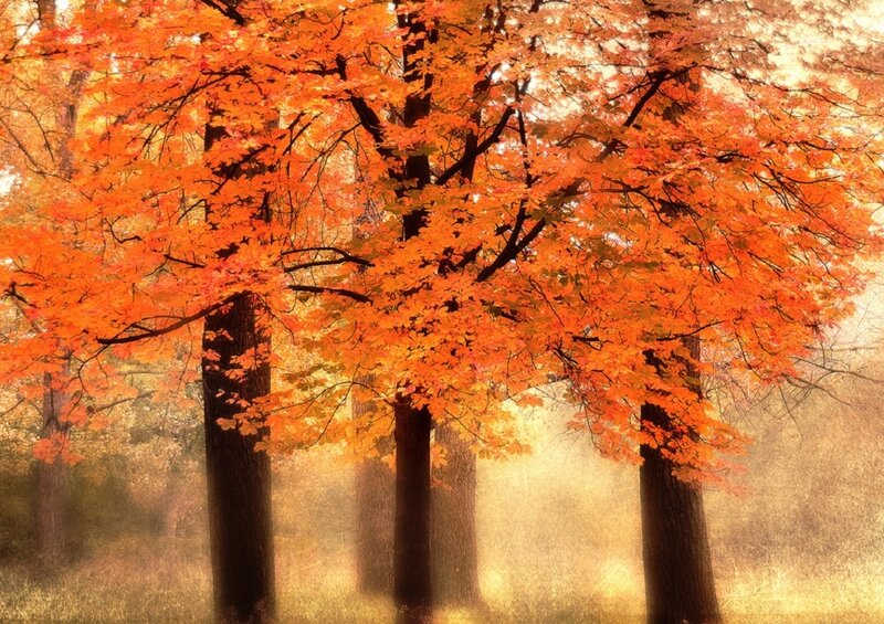 Trees with Orange Leaves — Serene, Autumn, Photograph