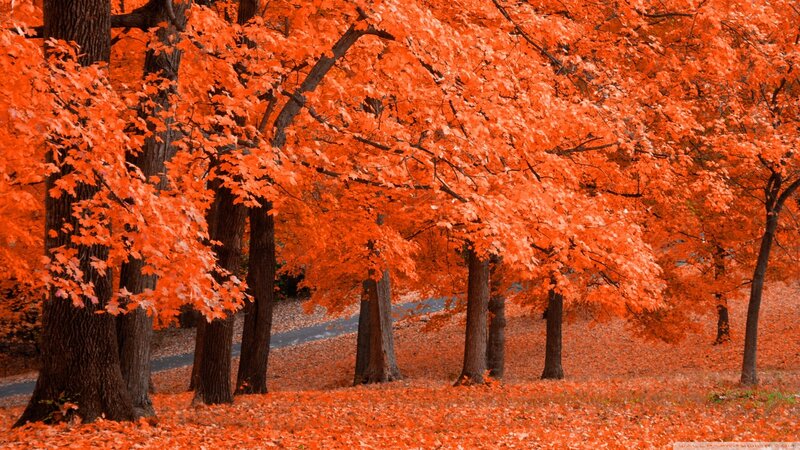 Trees with Orange Leaves — Serene, Autumn