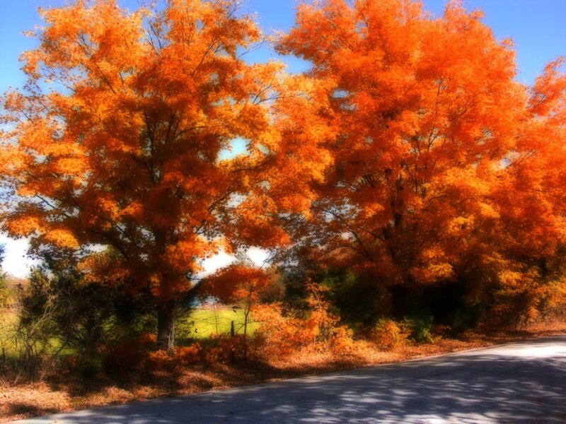 Trees with Orange Leaves — Serene