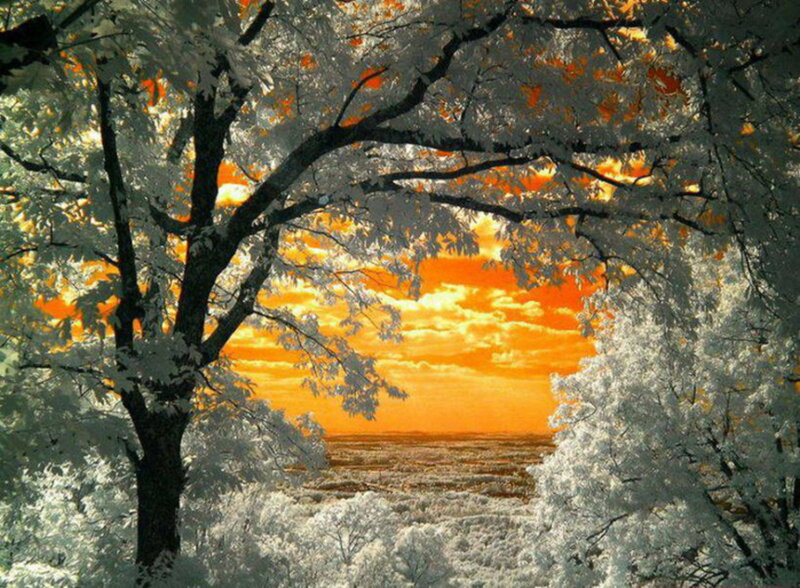Trees with Orange Sky