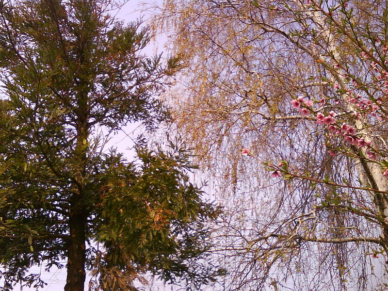 Trees with Pink Blossoms — Green