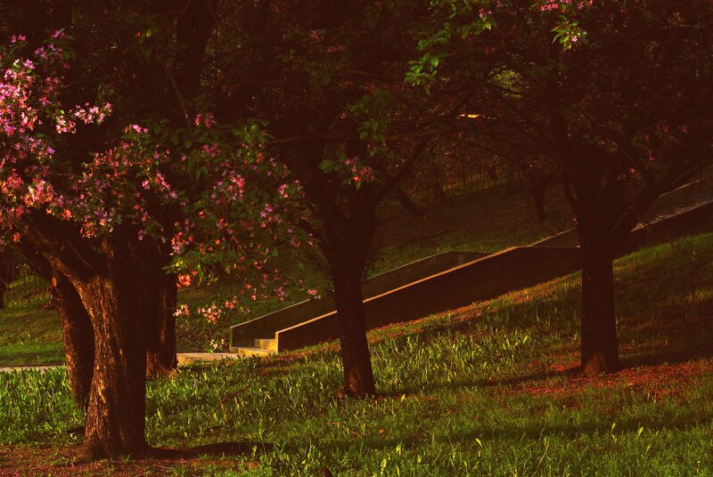Trees with pink blossoms in park
