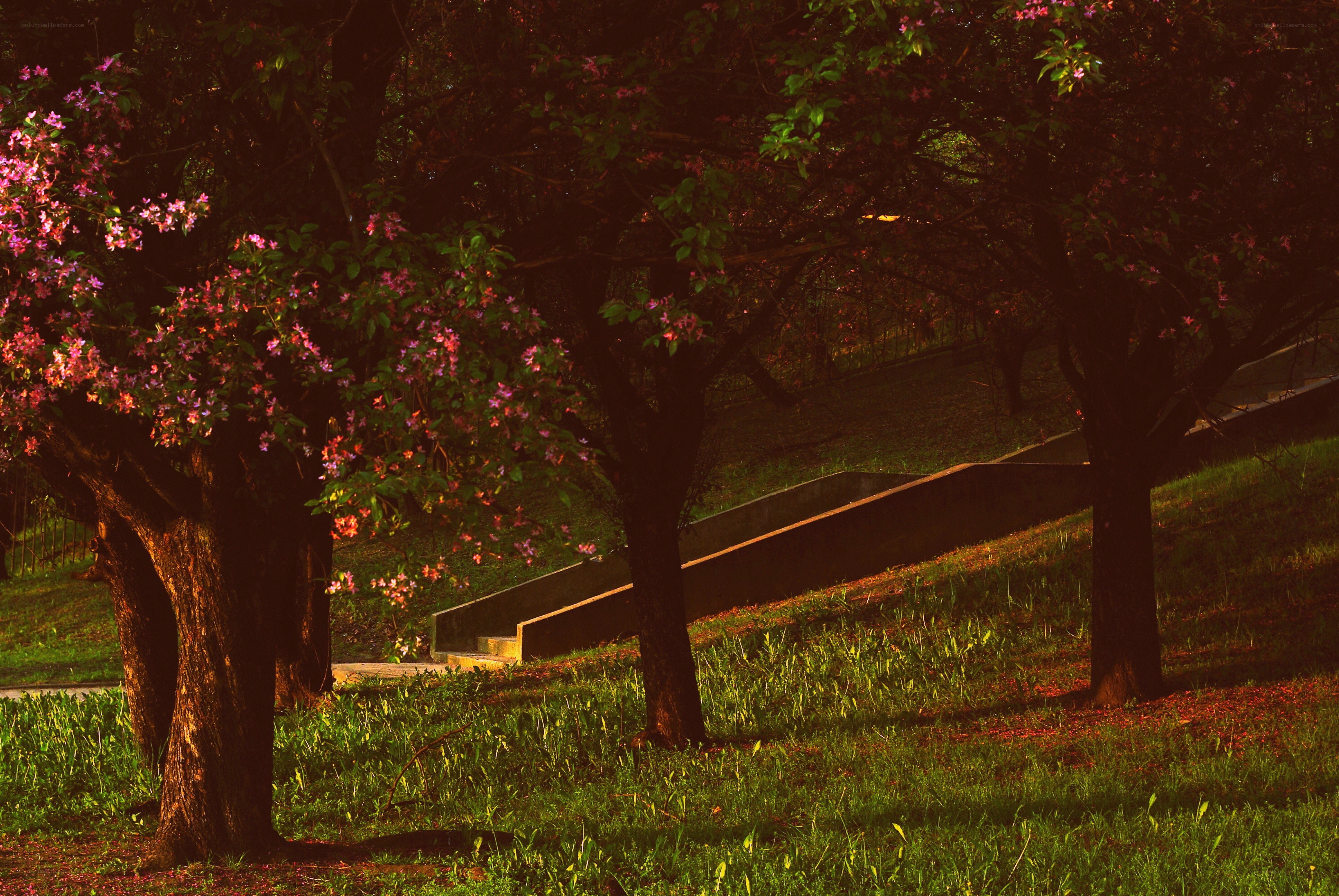 Trees with pink blossoms in park