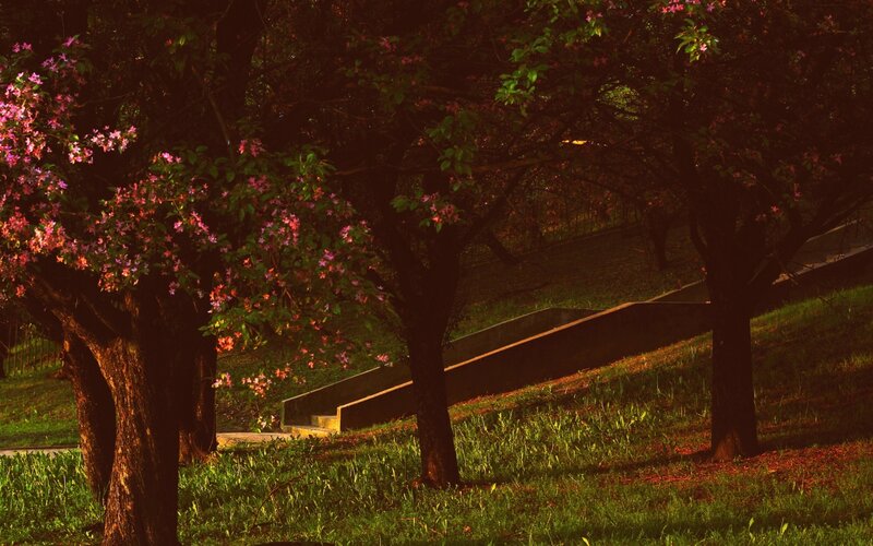Trees with Pink Blossoms