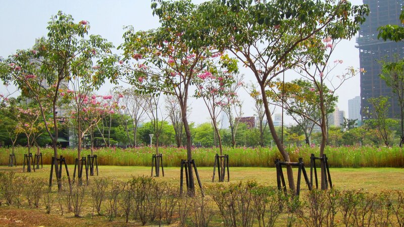 Trees with Pink Flowers
