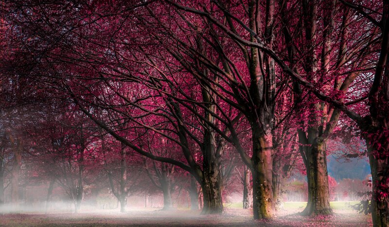 Trees with Pink Leaves