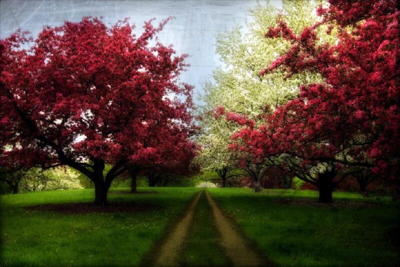 Trees with Red Flowers