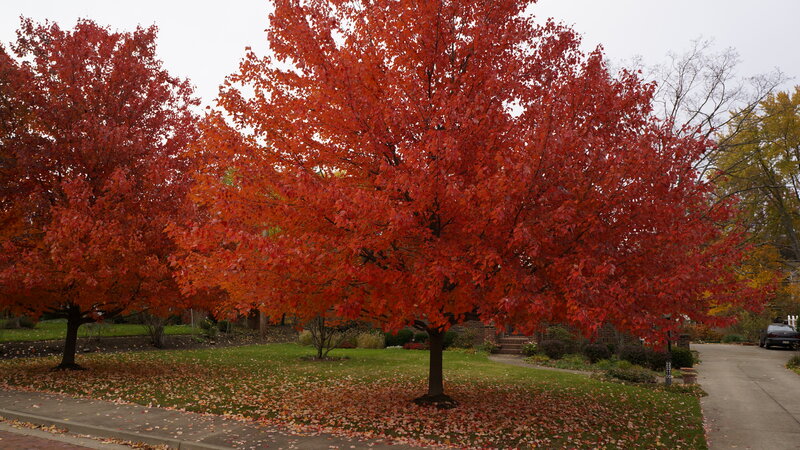 Trees with Red Leaves — Calm