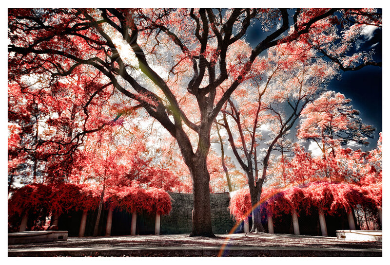 Trees with Red Leaves — Dramatic, Afternoon