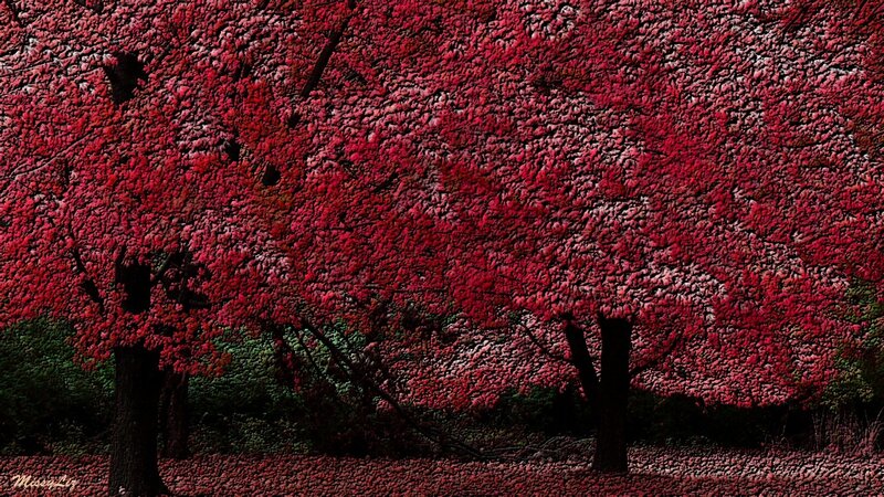Trees with Red Leaves — Dramatic, Autumn