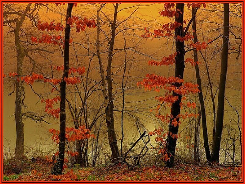 Trees with Red Leaves — Orange, Serene