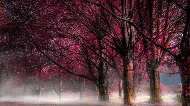 Trees with Red Leaves — Serene, Autumn, Photograph, Forest, Fog