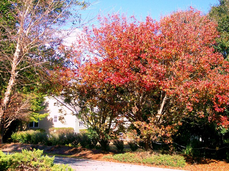 Trees with Red Leaves — Serene, Autumn, Photograph, House