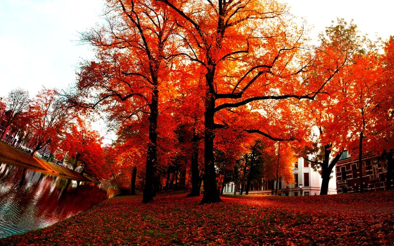 Trees with Red Leaves — Serene, Autumn, Photograph, River