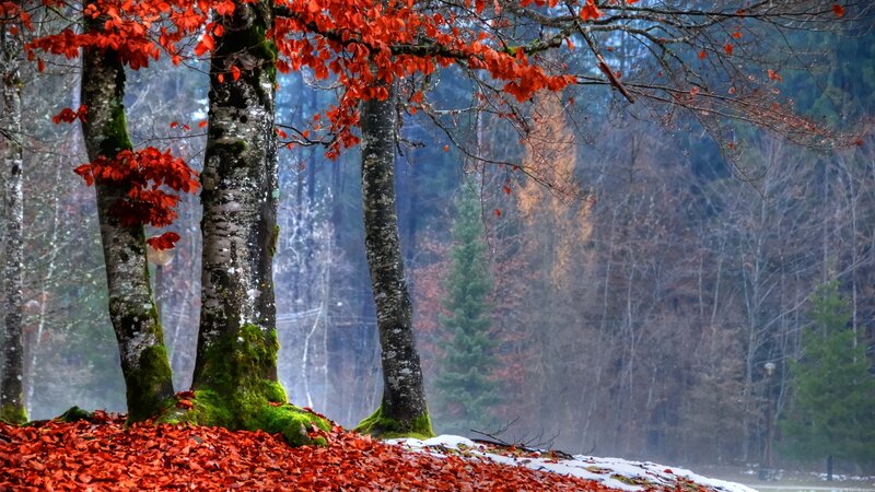 Trees with Red Leaves — Serene, Autumn, Photograph