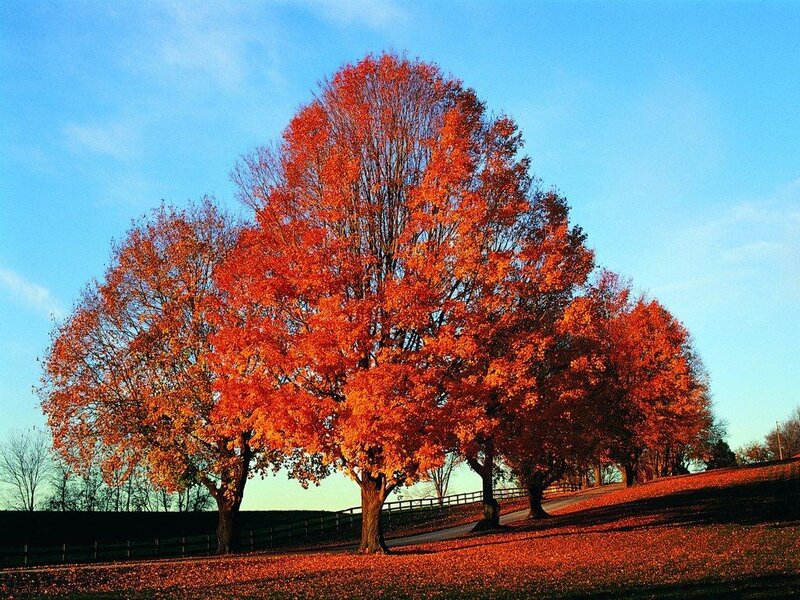 Trees with Red Leaves — Serene, Autumn