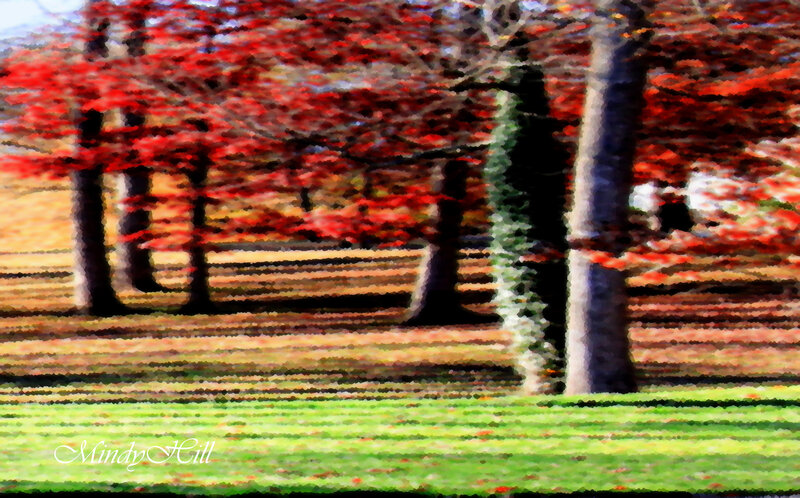 Trees with Red Leaves — Serene