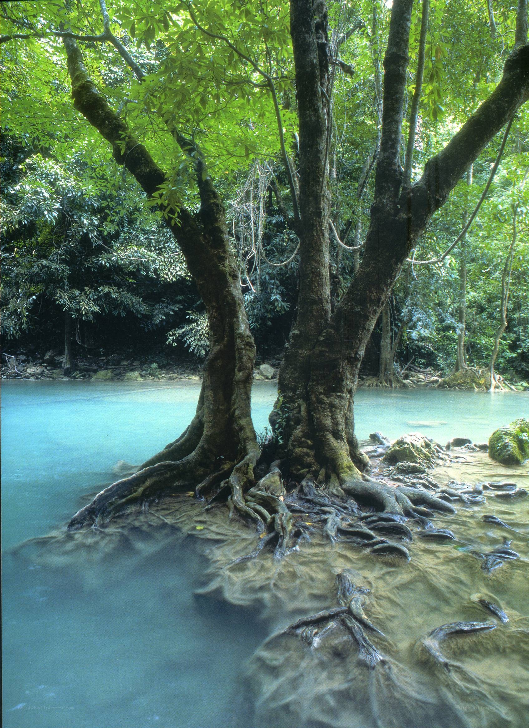 Trees with roots in clear water