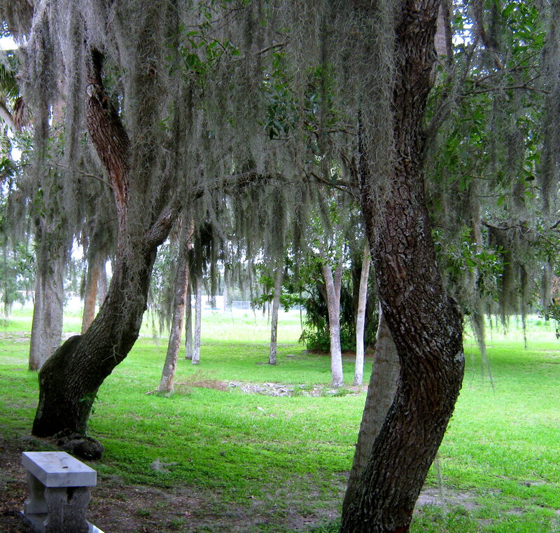 Trees with Spanish Moss