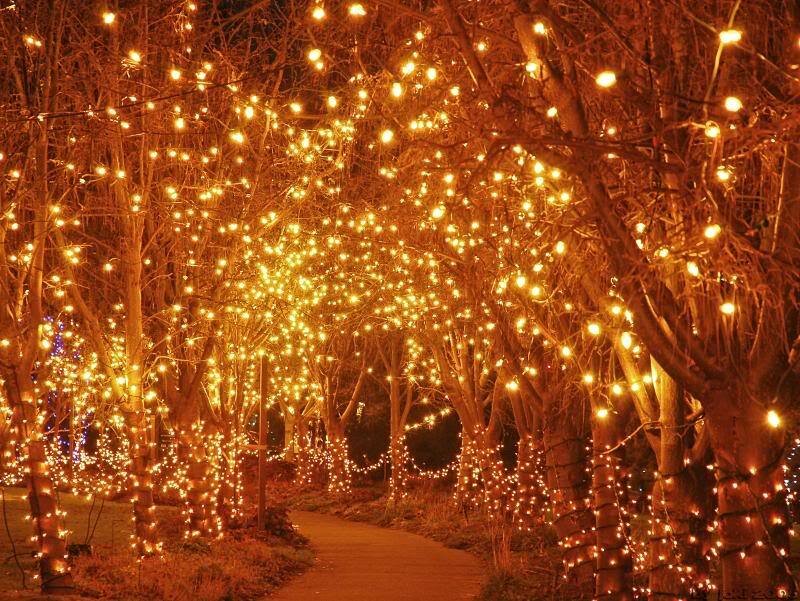 Trees with String Lights
