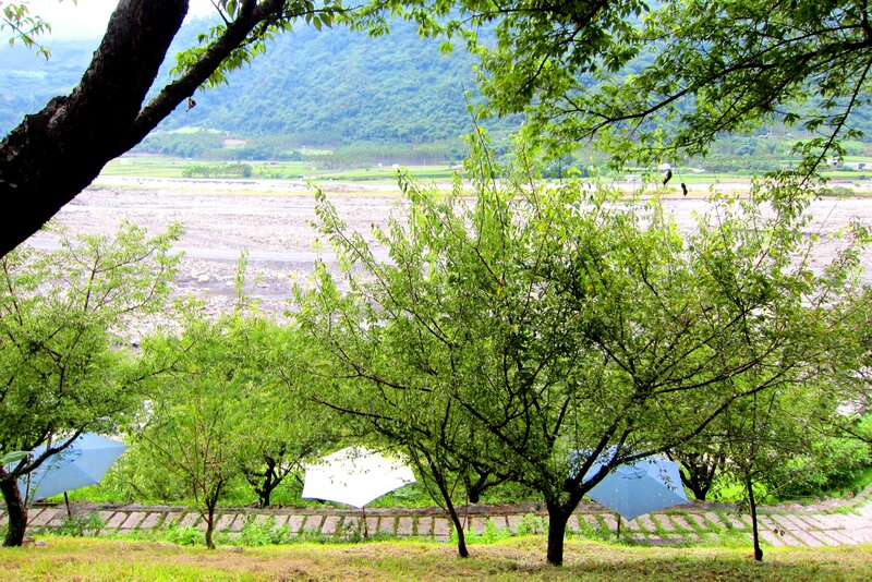 Trees with Umbrellas