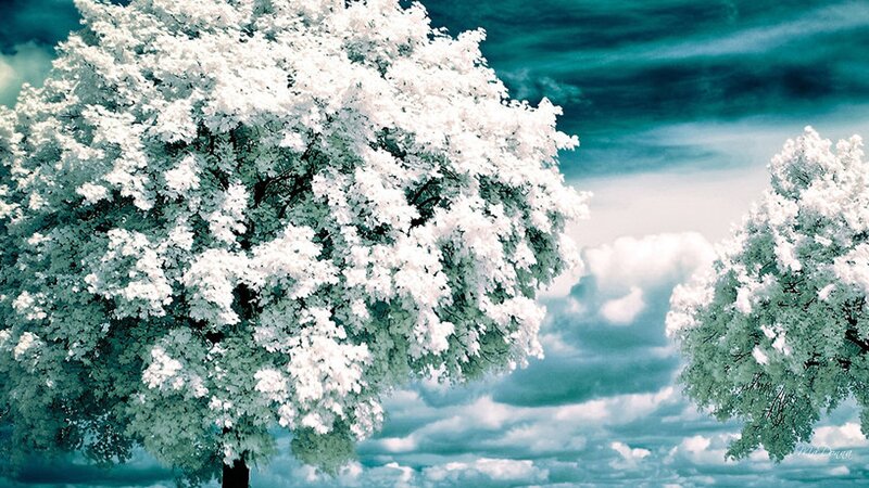 Trees with White Leaves