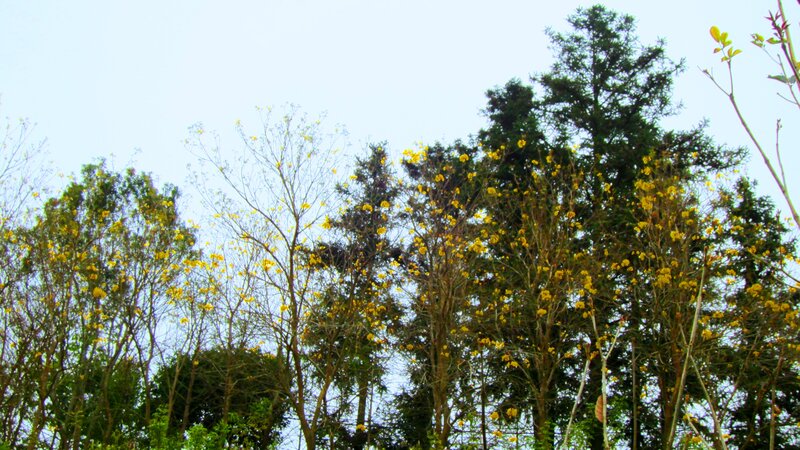 Trees with Yellow Flowers