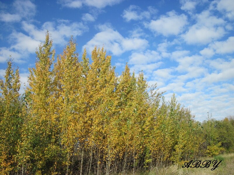 Trees with Yellow Leaves — Blue