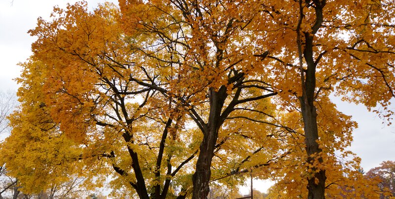 Trees with Yellow Leaves — Calm