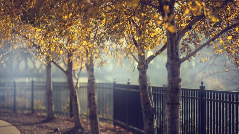 Trees with Yellow Leaves — Serene, Autumn, Photograph, Fence, Sunlight