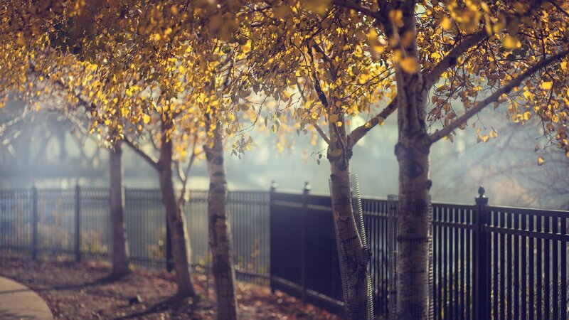 Trees with Yellow Leaves — Serene, Autumn, Photograph, Fence