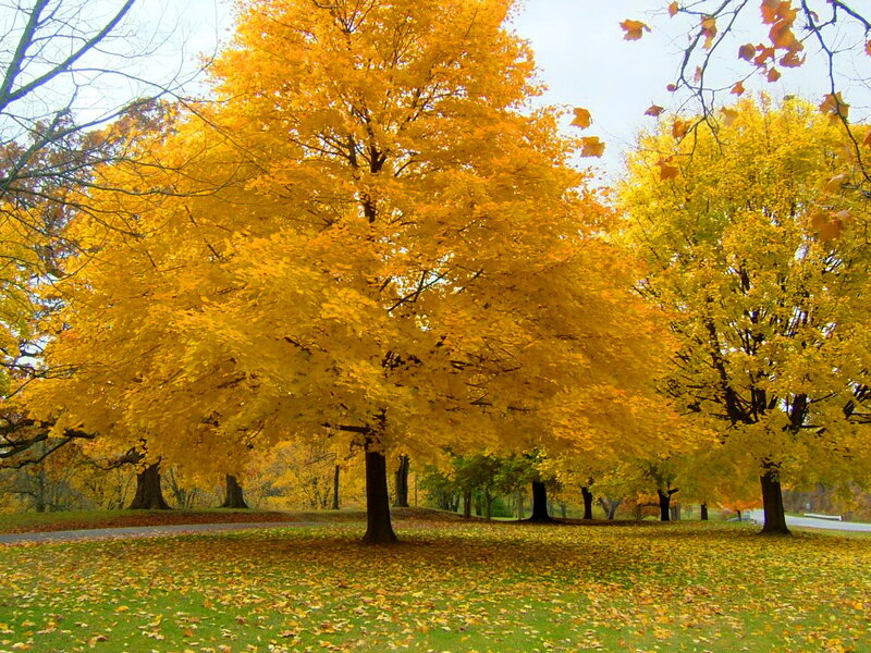 Trees with Yellow Leaves — Serene, Autumn, Photograph