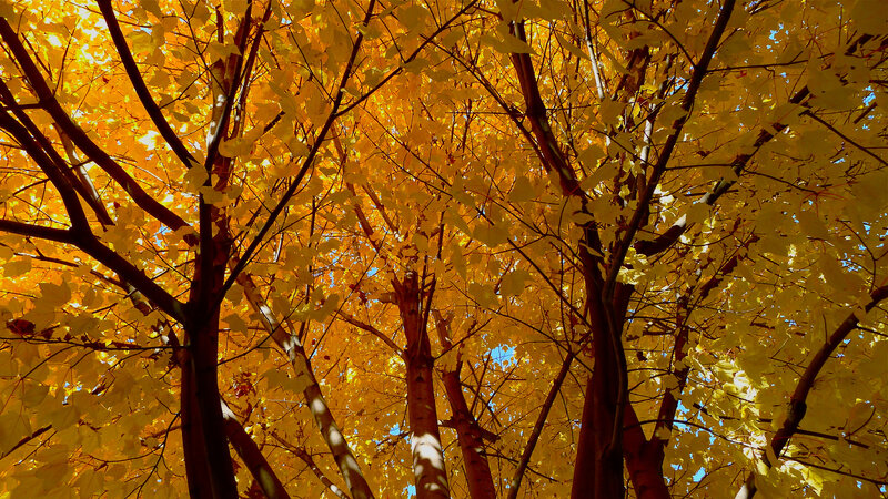 Trees with Yellow Leaves — Serene, Autumn, Photograph, Tree Trunks