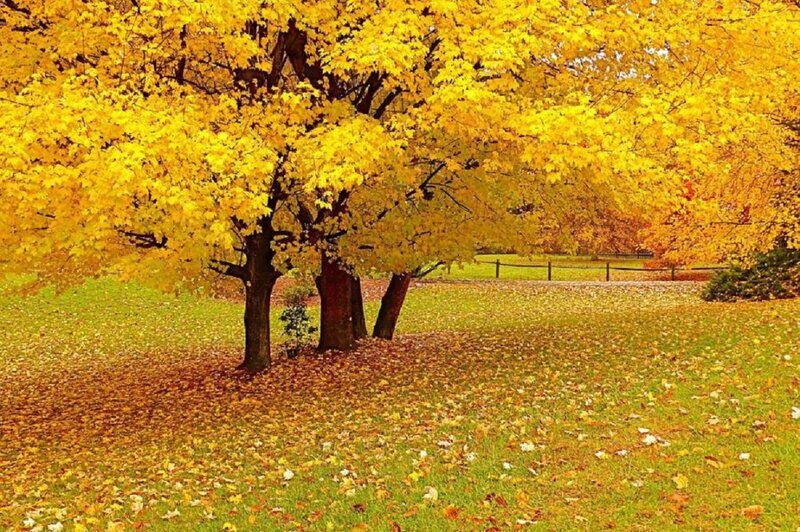 Trees with Yellow Leaves — Serene, Autumn