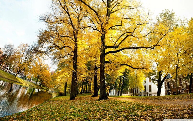 Trees with Yellow Leaves — Serene