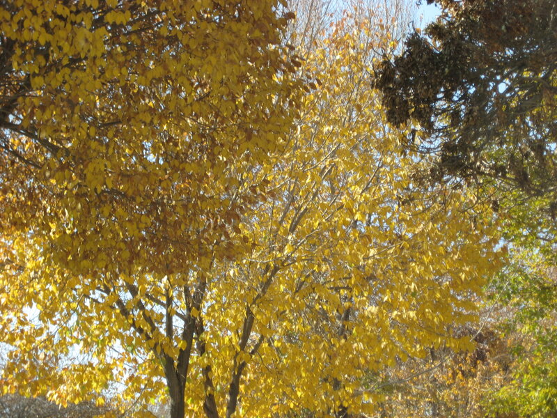 Trees with Yellow Leaves