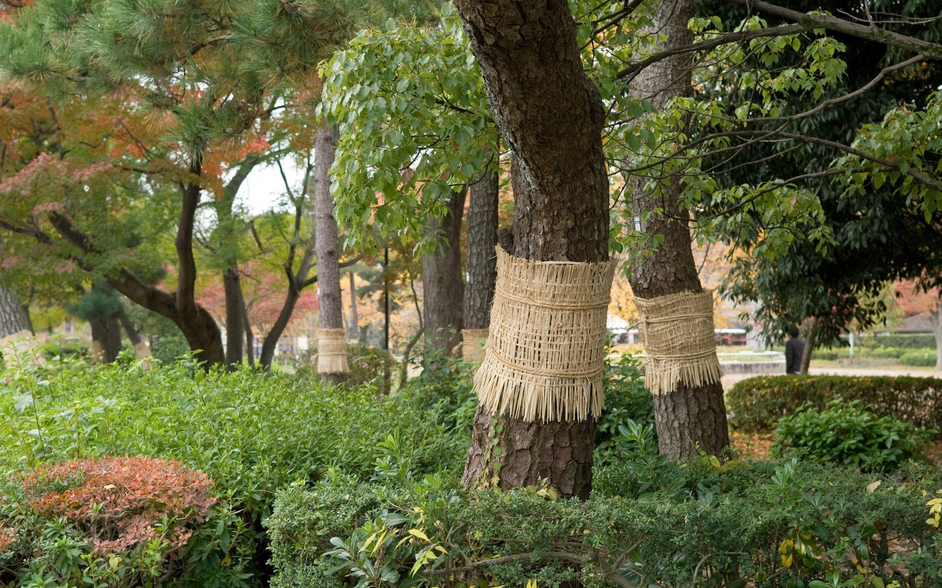 Trees wrapped in straw in a park