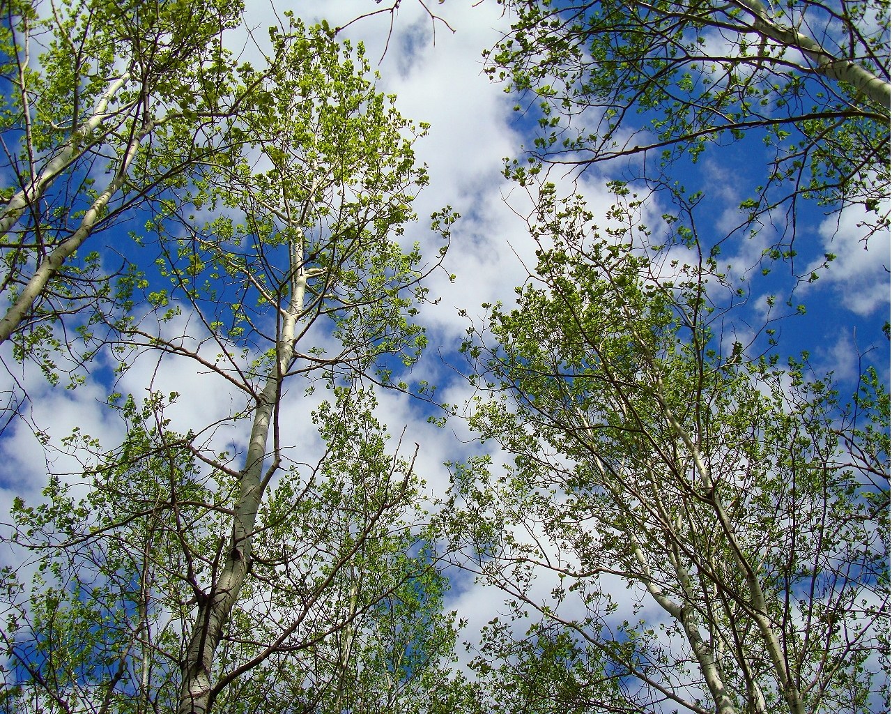 treetops against blue sky