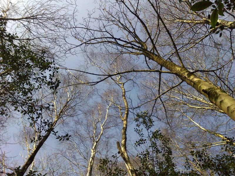 treetops against blue sky