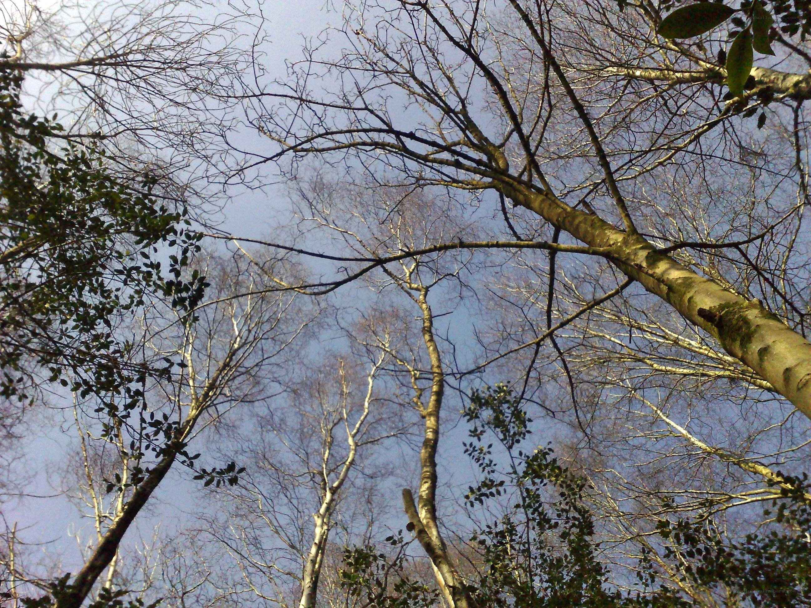 treetops against blue sky