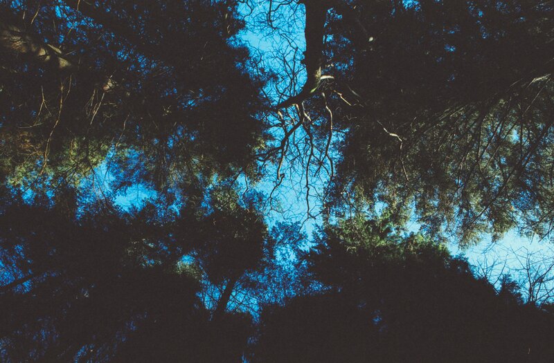 Treetops Against Blue Sky — Serene