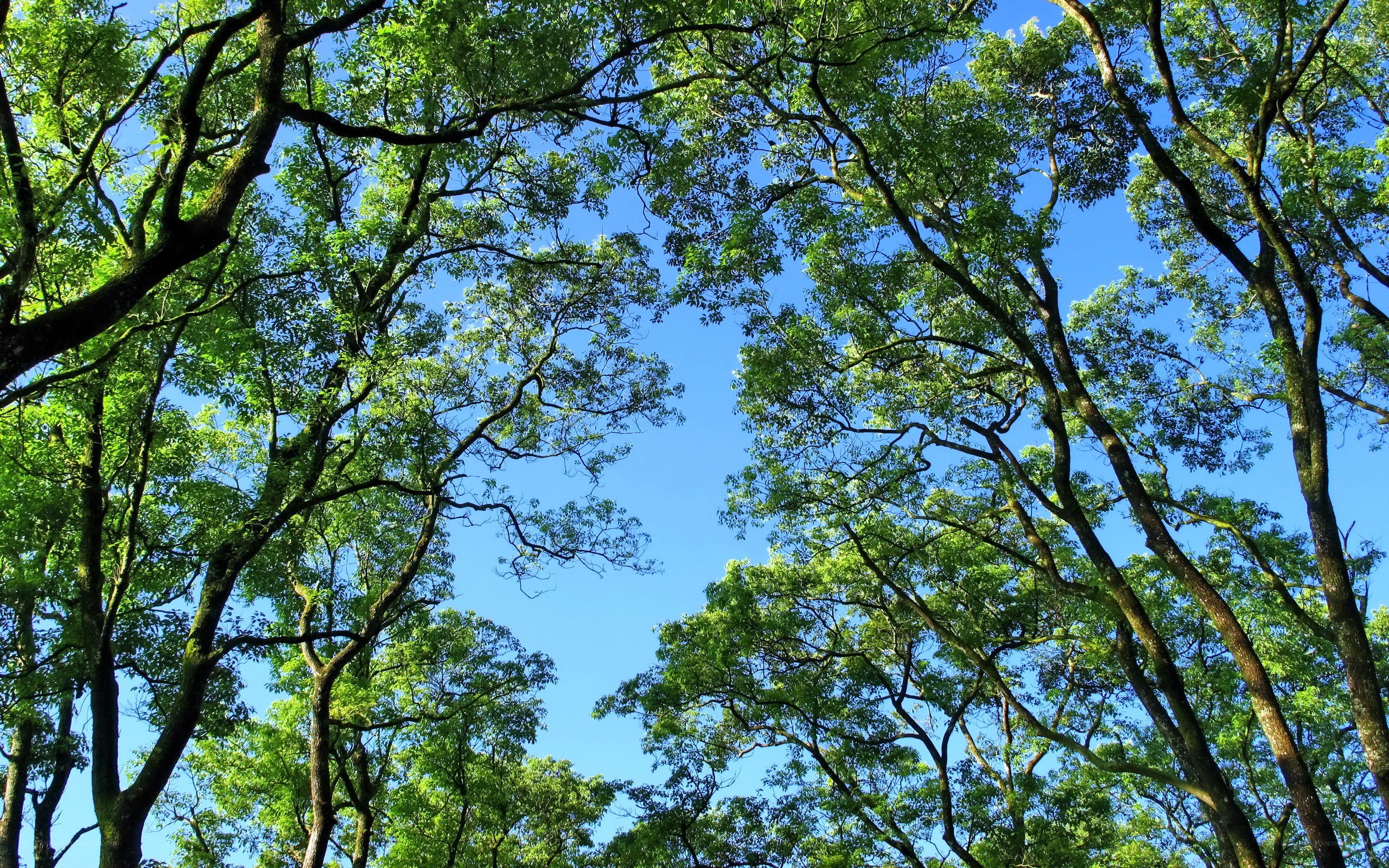 treetops against blue sky
