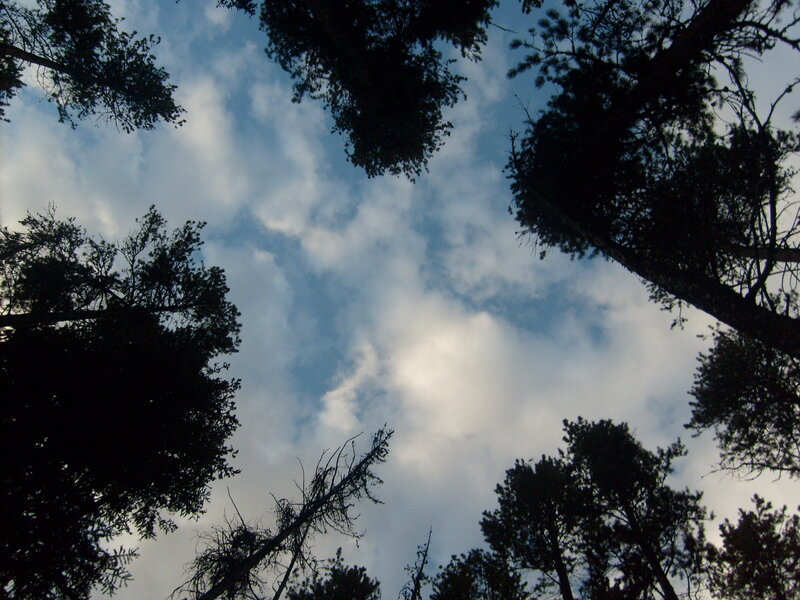 treetops against cloudy sky