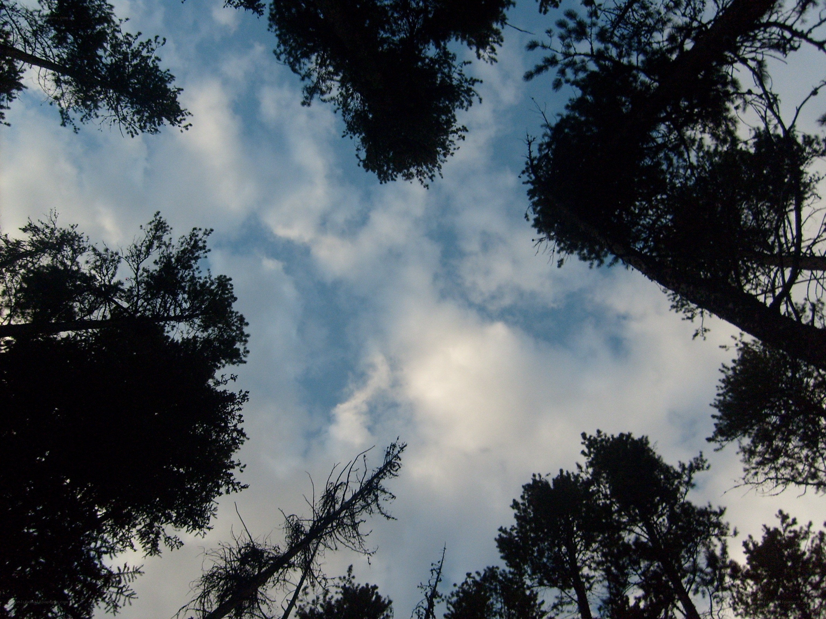 treetops against cloudy sky