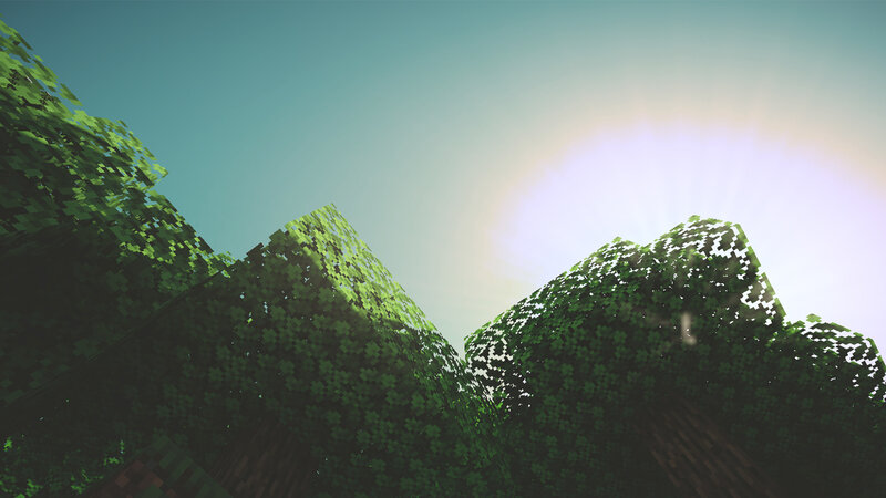 Treetops in a Forest